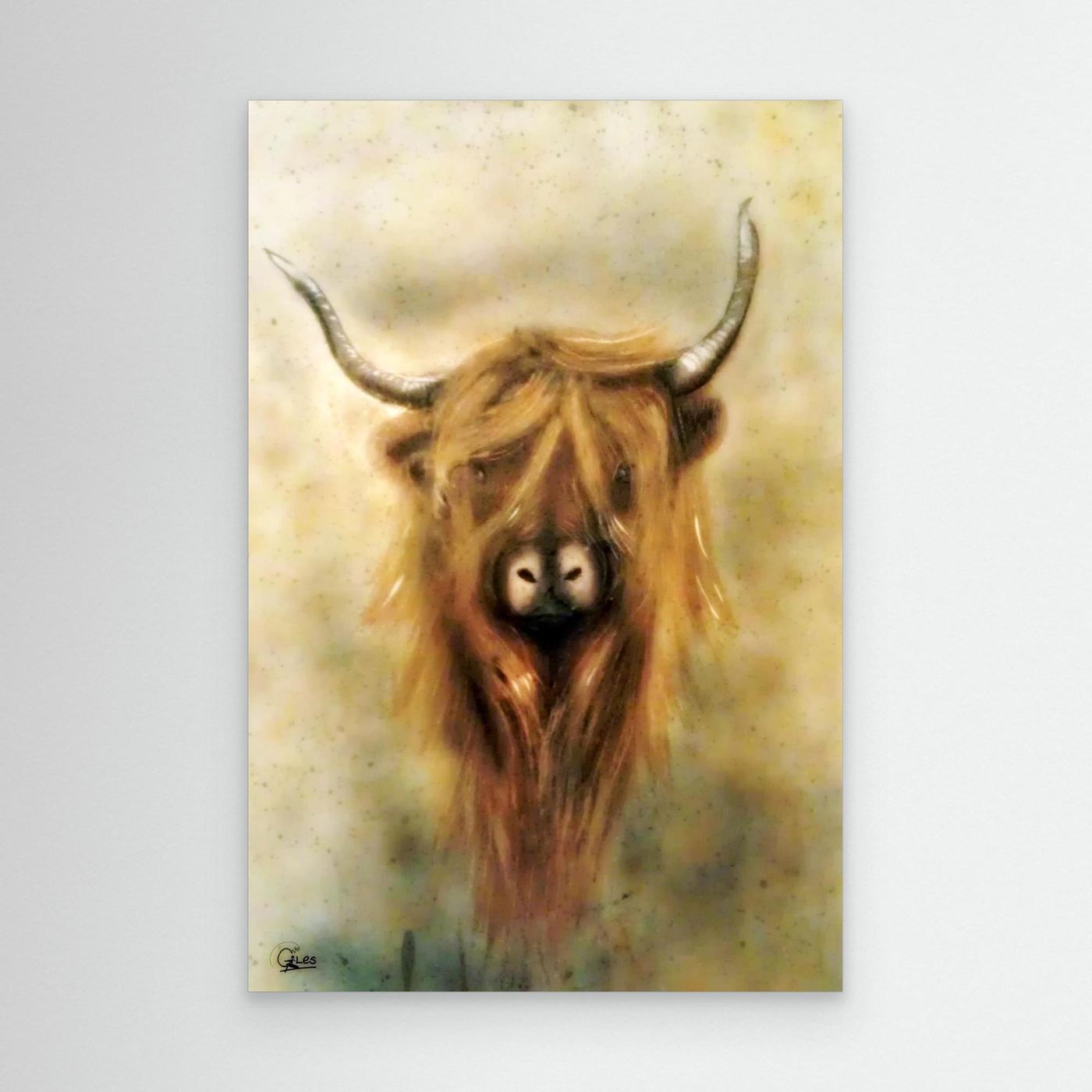 Moo - The Highland cow 
